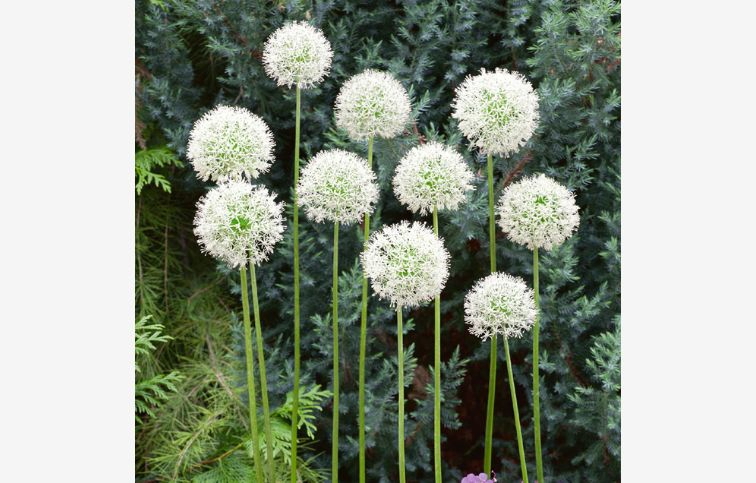 Okrasný cesnak Mount Everest 3 ks v balení