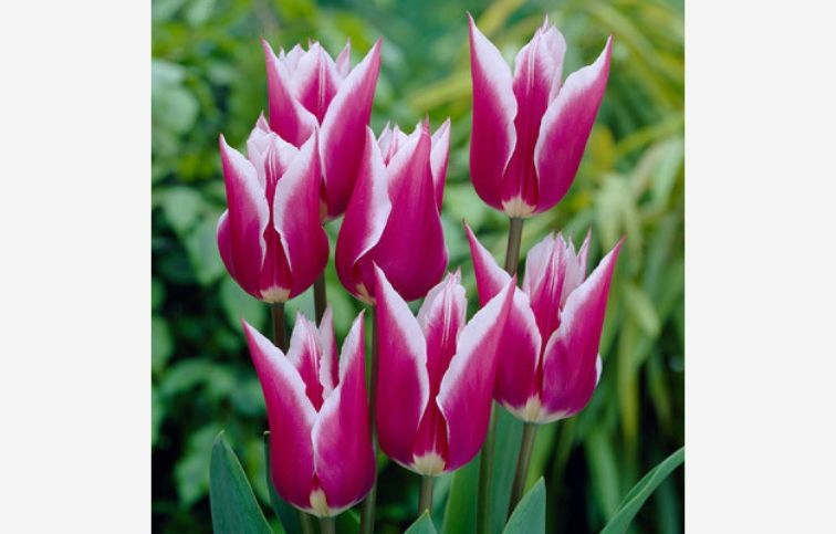 Tulipán Claudia 7 ks v balení