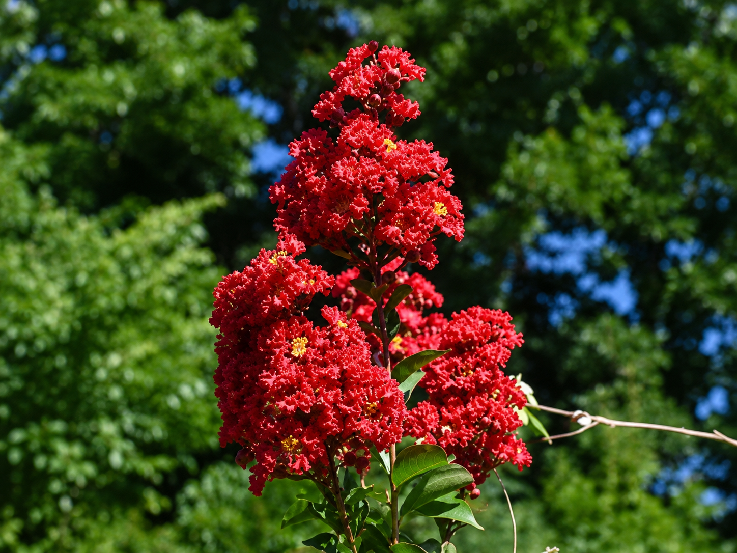 Myrta krepová Enduring Summer Red rozvetvená, výška 110-130 cm, kvetináč 30 l