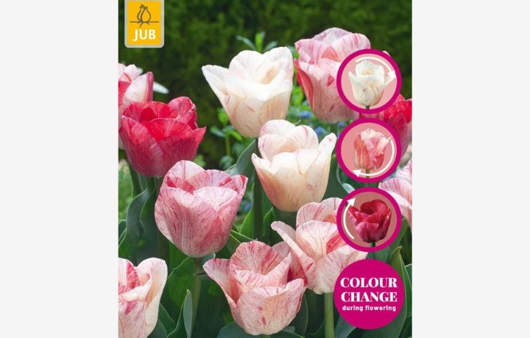 Tulipán Hemisphere 12 ks v balení