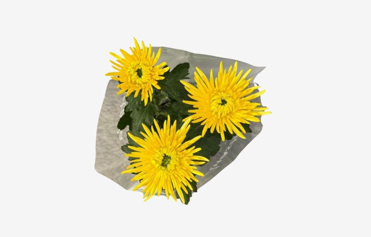 Chryzantéma Anastasia žltá, kont. p12