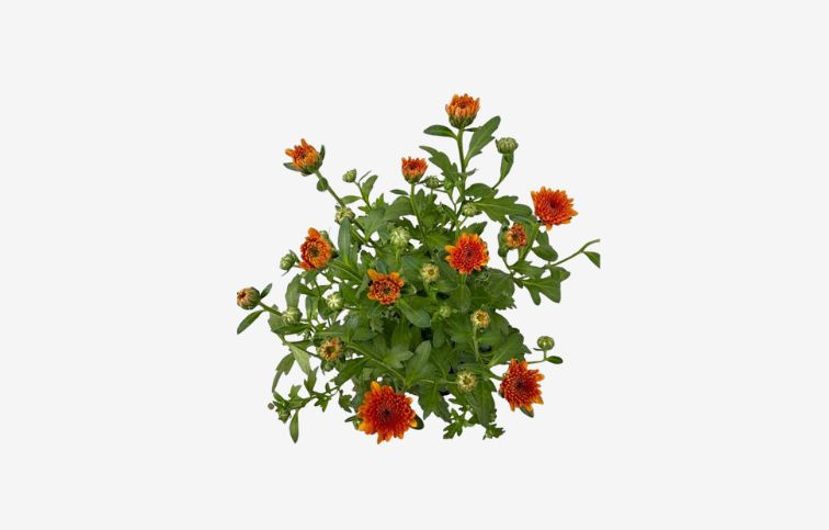 Chryzantéma Jellyfish Orange, kont. p12