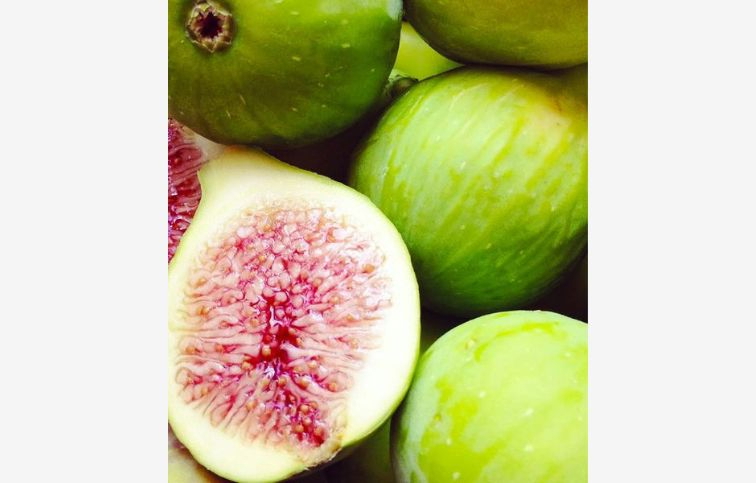 Figovník Dottato na cca 70-90cm kmienku, v. 140-180cm, obv. km. 6-8cm, kont. 15 l