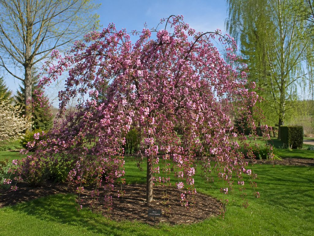Okrasná jabloň Cheals Weeping 180-200 cm, kont. 5 l