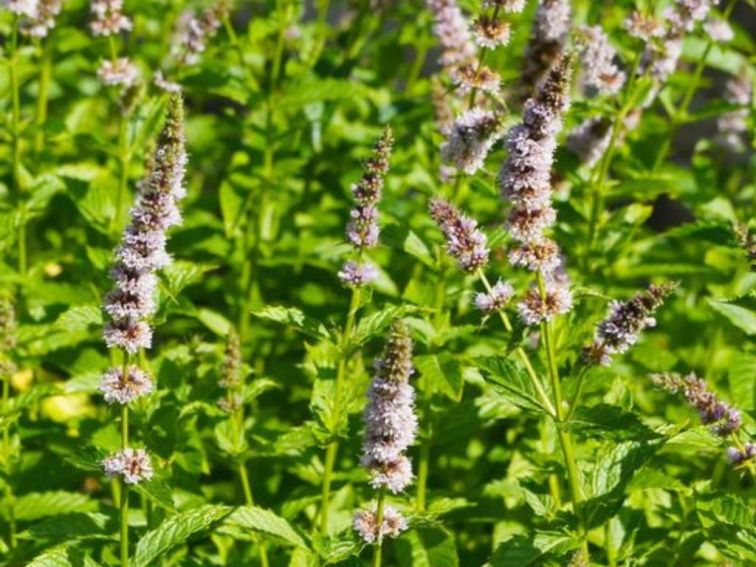 Mäta klasnatá Maroccan, kvetináč 14 cm