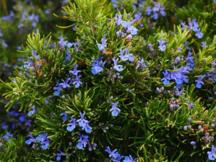 Rozmarín lekársky Perigold