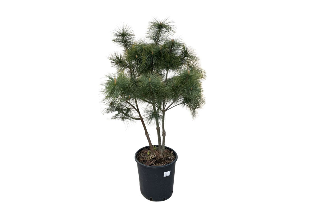 Borovica hladká Radiata, multikmeň, výška 100-120 cm, kvetináč 25 l