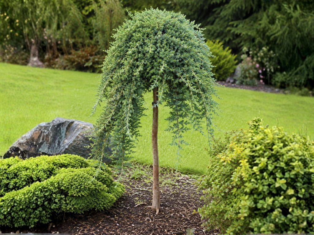 Borievka poliehavá Nana na 65-70 cm kmienku, výška 95-105 cm, kvetináč 18 l