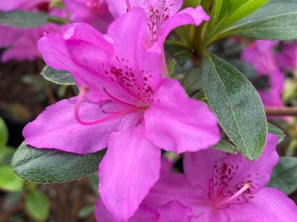 Azalka japonská Purple Splendor na 50-60 cm kmienku, výška 80-100 cm, kvetináč 12 l