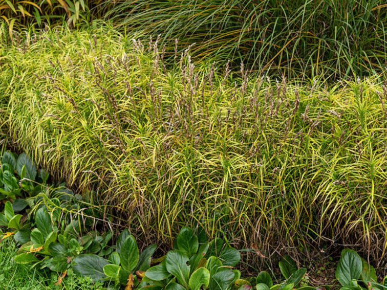Ostrica muskingumenská