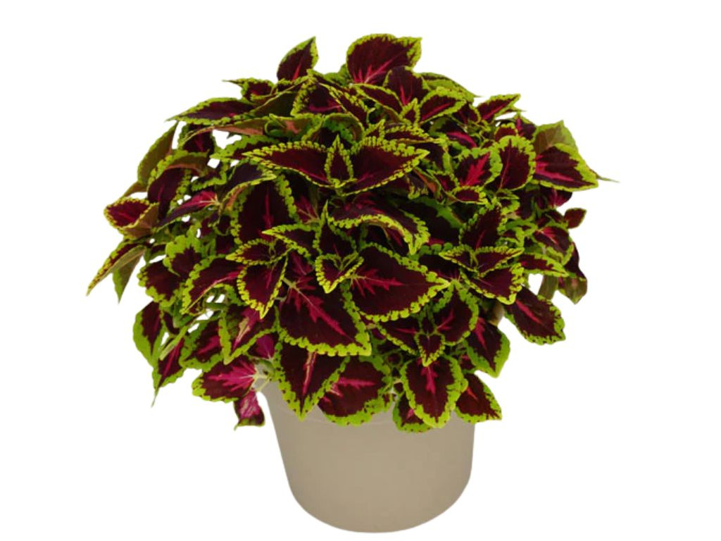 Koleus Alligator Alley, kvetináč 12 cm