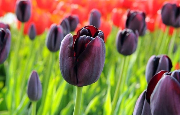 Tulipán Black 35 ks v balení