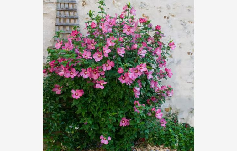 Ibištek sýrsky Woodbridge 30-40 cm, kont. C3