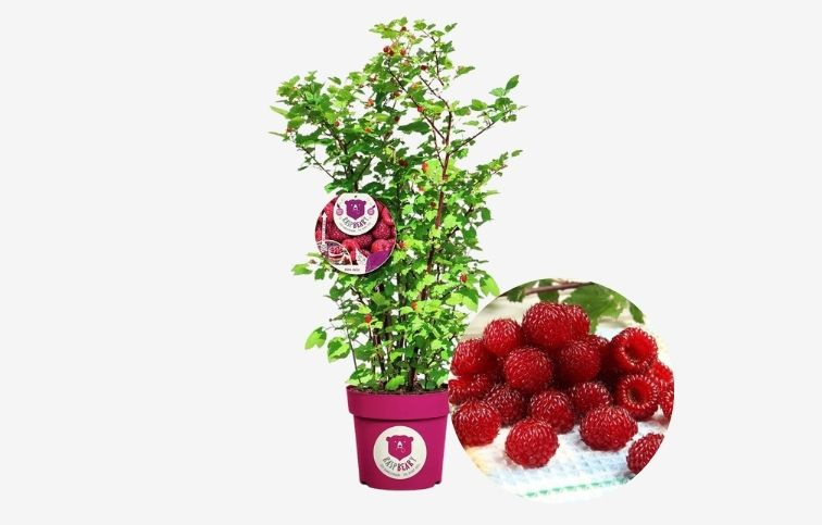 Malina Malinový medveď kríkový, výška 50-70cm, kont. p21