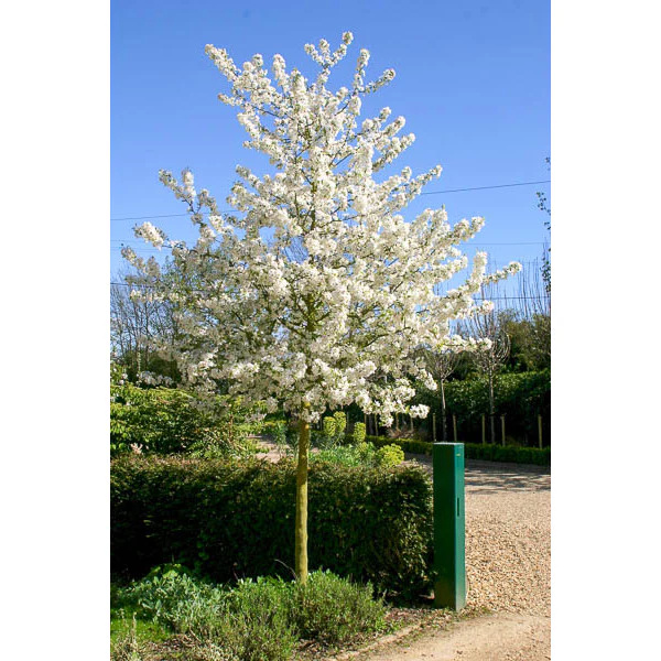 Okrasná jabloň Evereste, výška 80-100 cm, kvetináč 26 cm