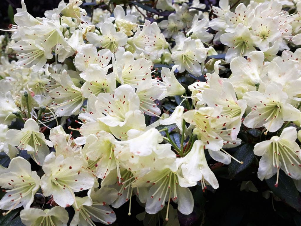 Azalka japonská Palestrina na 50-70 cm kmienku, výška 100-120 cm, kvetináč 12 l