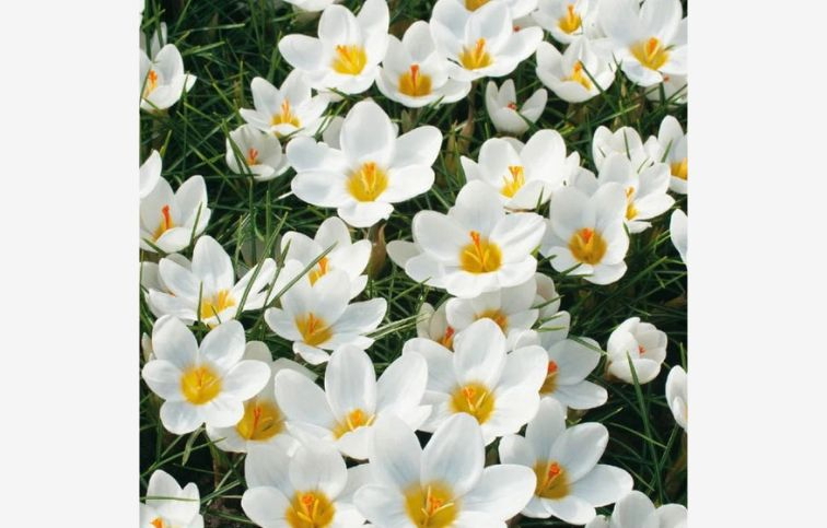 Krokus botanický Ard Schenk 15 ks v balení