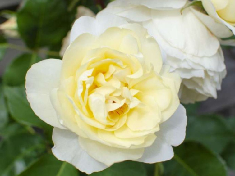 Ruža popínavá Crazy in Love Vanilla, výška 50-60 cm, kvetináč 15 cm