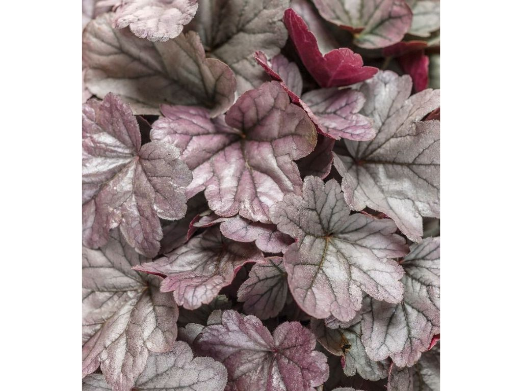 Heuchera Dolce Silver Gumdrop
