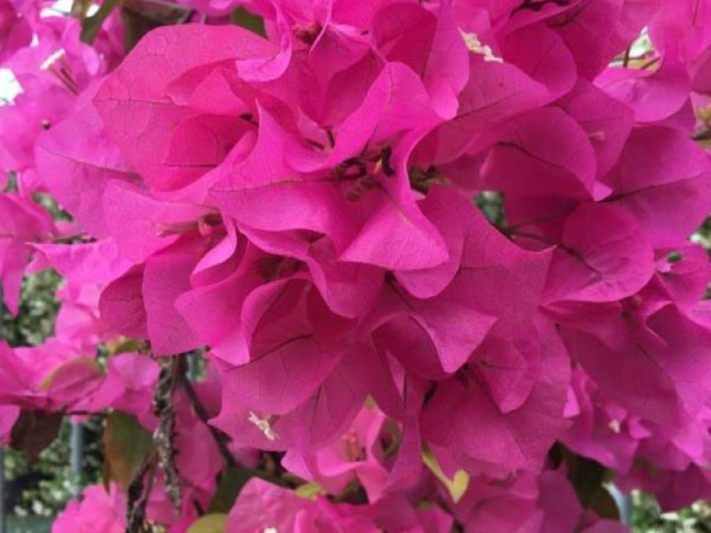 Bougainvillea Glabra sanderiana, výška 175-200 cm, kvetináč 10 l
