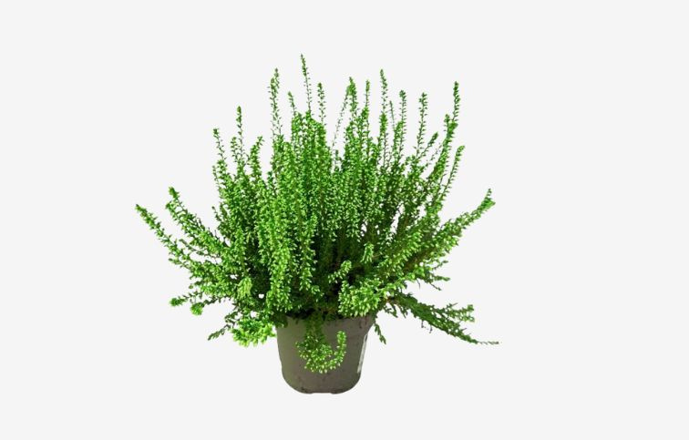 Vres Garden Girls farbený zelený, kont. p11