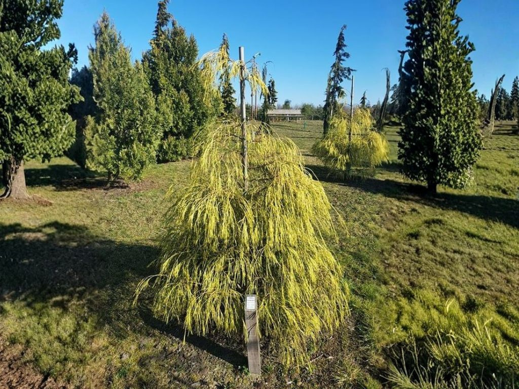 Cypruštek lawsonov Golden Sprinklers, výška 30-50 cm, kvetináč 19 cm