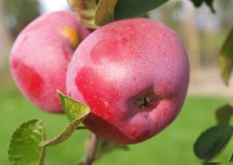 Jabloň Paulared, podp. M26, voľnok.