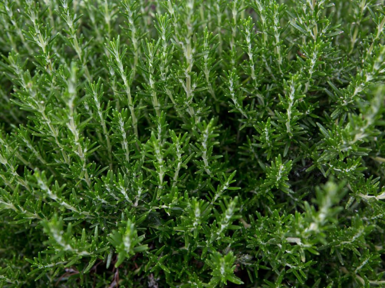 Rozmarín lekársky, kvetináč 14 cm