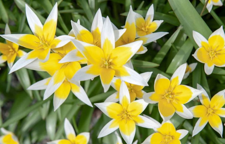 Tulipán botanický Tarda Dasystemon 10 ks v balení