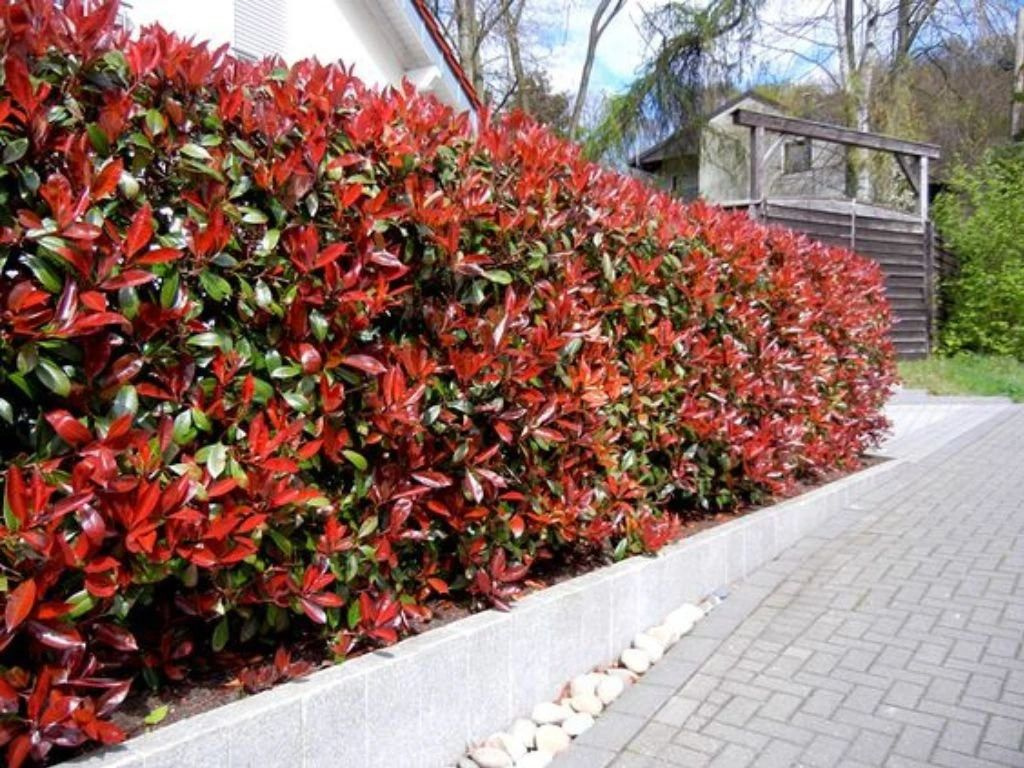 Červienka fraserová Red Robin, výška 40-70 cm, kvetináč 3 l