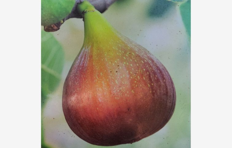 Figovník Melanzana 30-40 cm, kont. 2 l