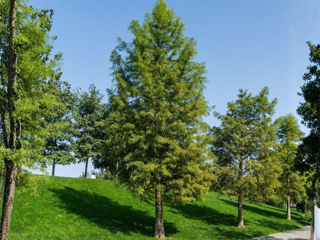 Tisovec dvojradový, výška 40-60 cm, kvetináč 18 cm