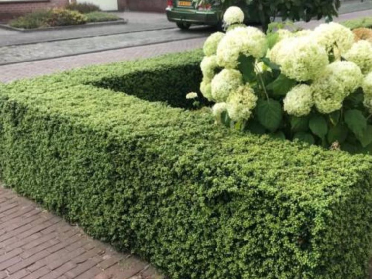 Cezmína vrúbkovaná Jenny, výška 20-30 cm, kvetináč 10 cm