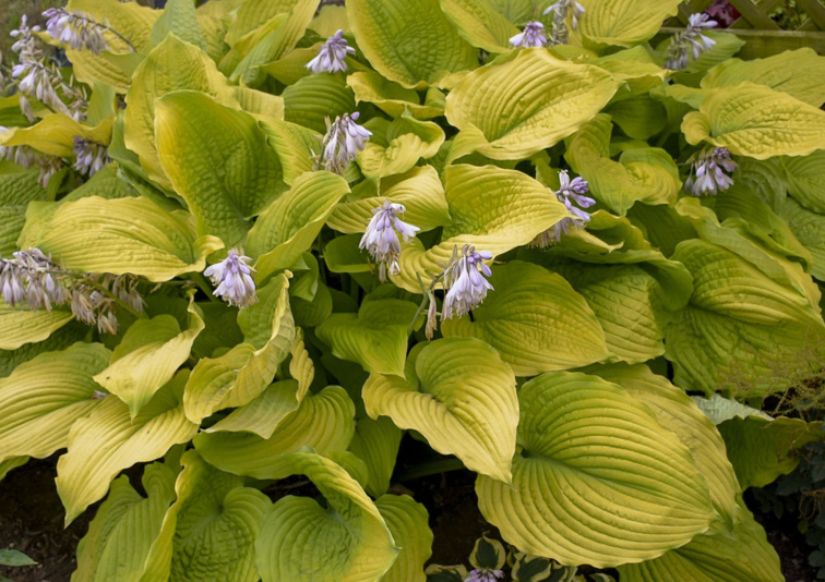 Hosta Shadowland Cost to Cost