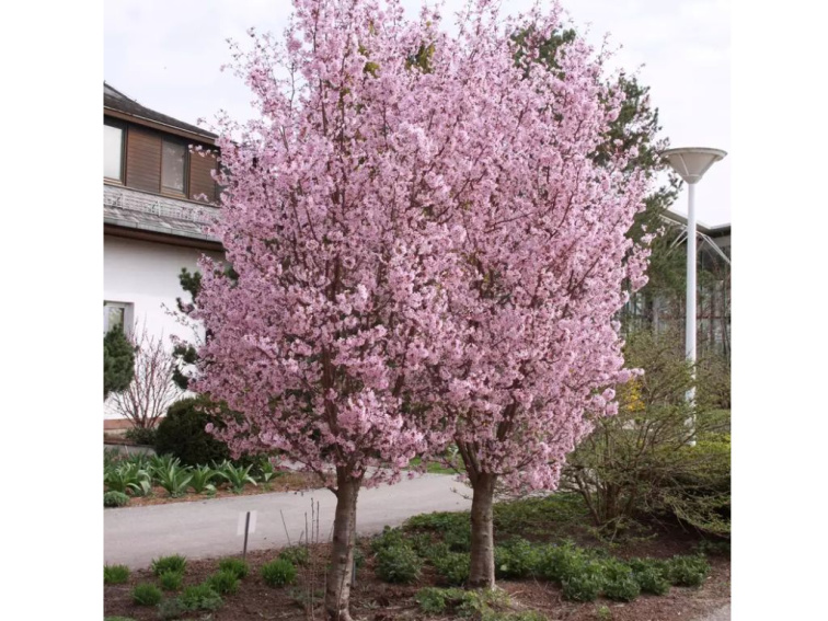 Okrasná slivka Ruby, výška 50-80 cm, kvetináč 23 cm