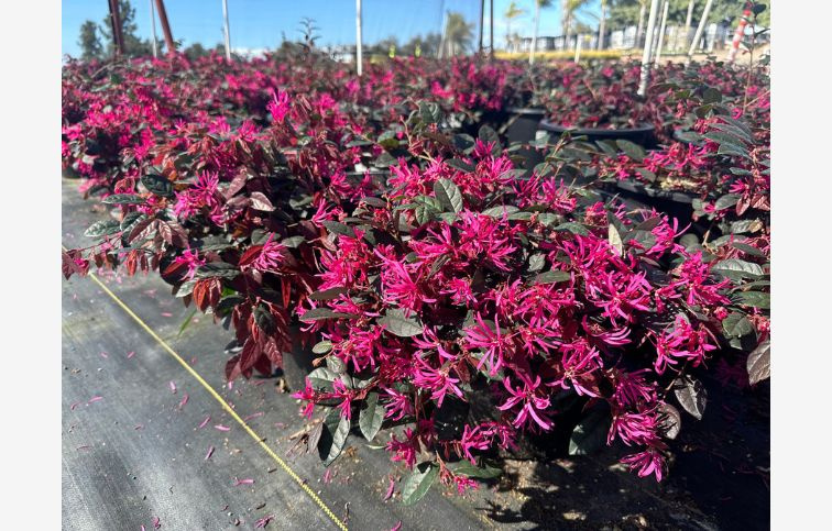 Loropetalum čínske Rubra 20-30 cm, kont. 3 l