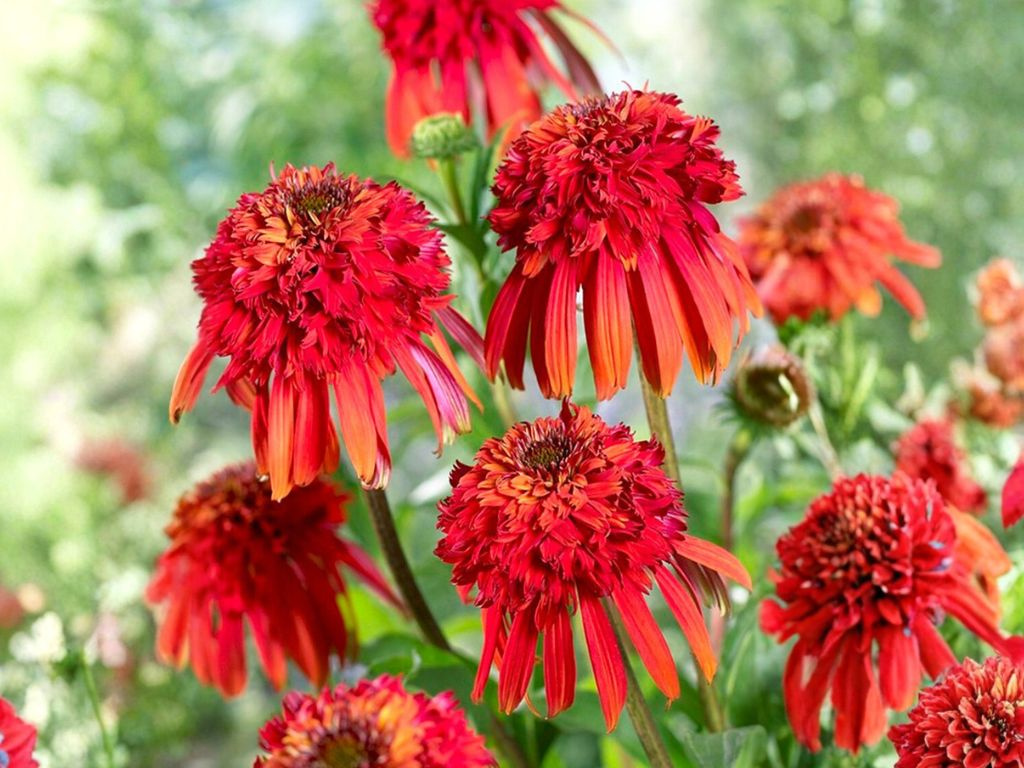 Echinacea purpurová Hot Papaya