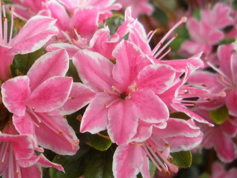 Azalka japonská Kermesina Rose, výška 15-20 cm, kvetináč 13 cm