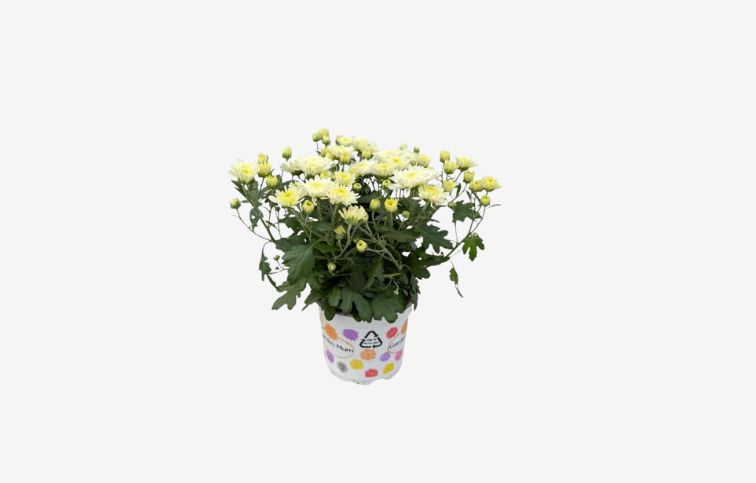 Chryzantéma Garden Mum Cream White, kont. p10,5