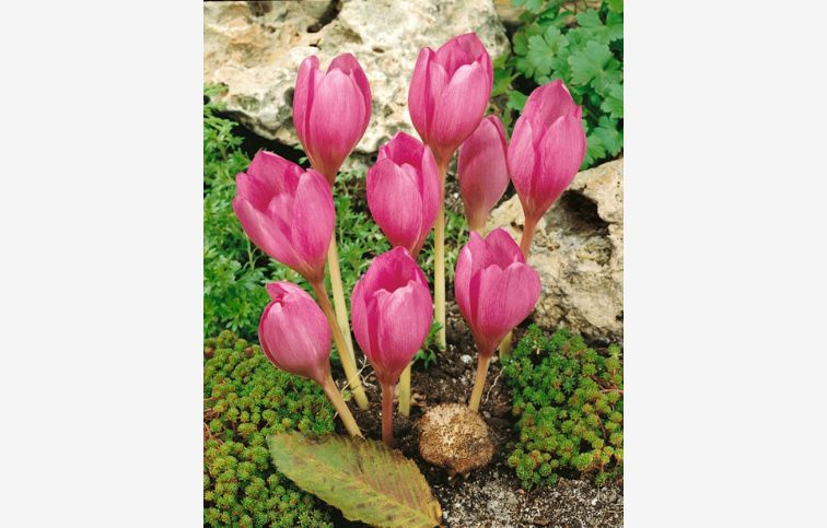 Jesienka The Giant 1 ks v balení