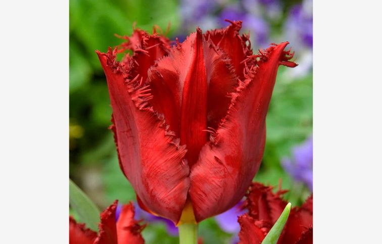 Tulipán Calibra 7 ks v balení