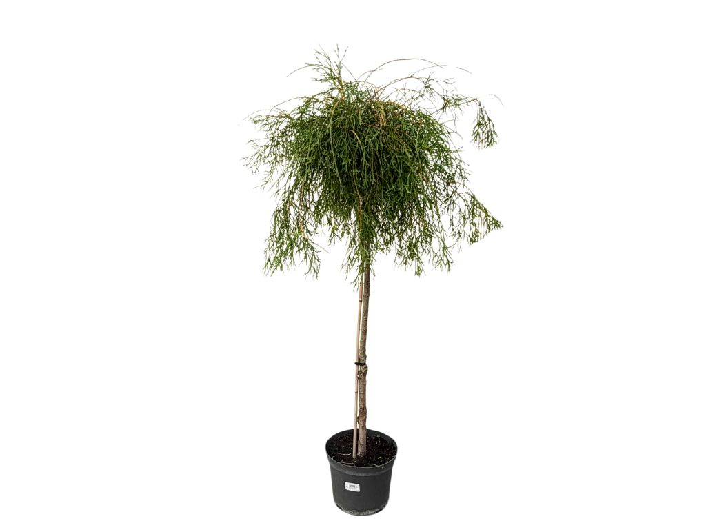 Tuja západná FILIFORMIS na kmienku 110-130 cm, kont. 7,5-10 l