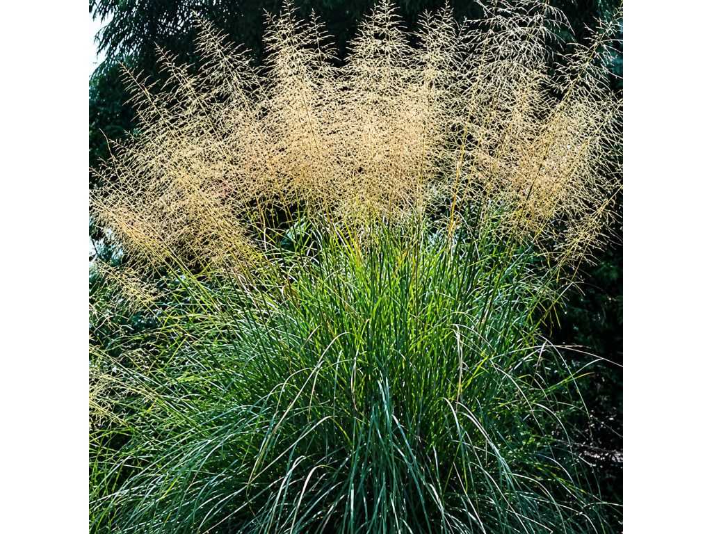 Milota Eragrostis Elliottii Lovey