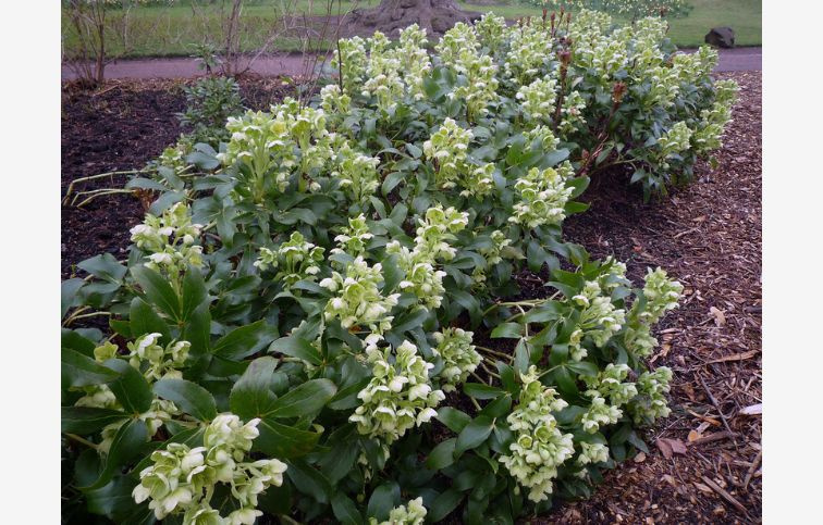 Čemerica korzická, kont. p14