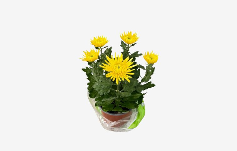 Chryzantéma Anastasia žltá, kont. p15