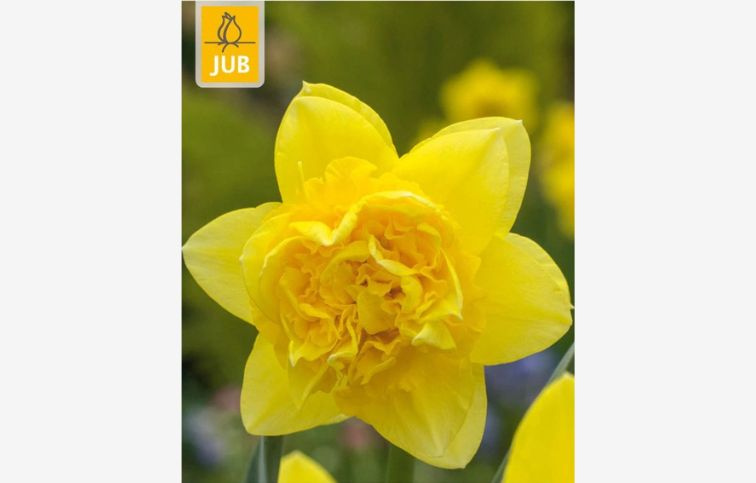 Narcis Golden Ducat 5 ks v balení