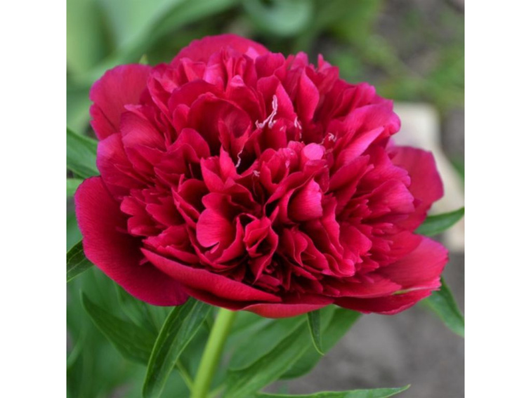 Pivonka bylinná Fiona, kont. 11 cm