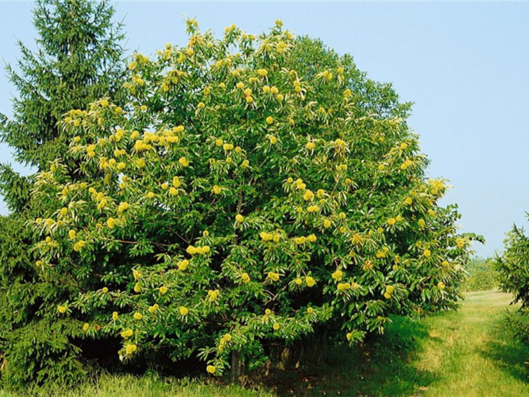 Gaštan jedlý Marron de Lyon na 150-160 cm kmienku , výška 280-300 cm, kvetináč 18 l