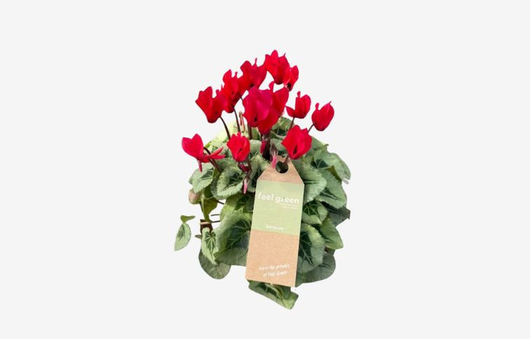 Cyklamén SS Picasso Red, kont. p11