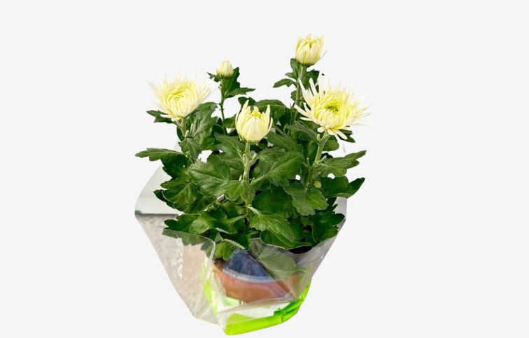 Chryzantéma Anastasia biela, kont. p15